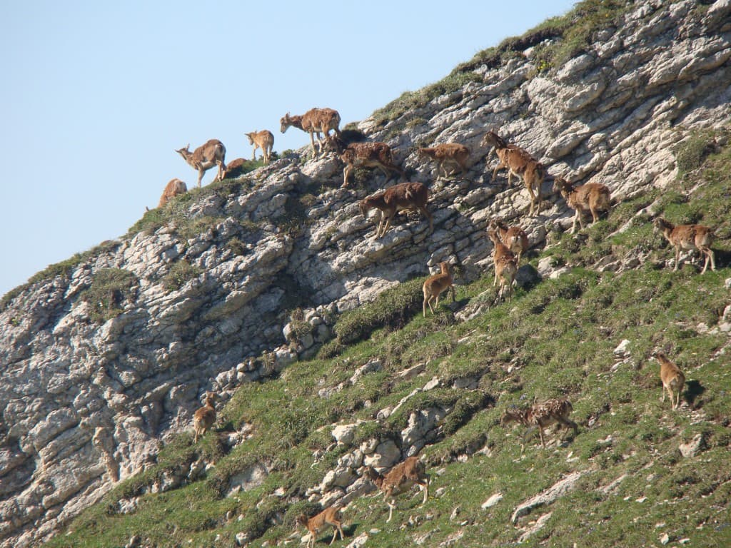 mouflons