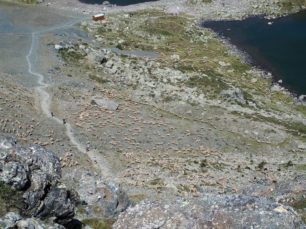 Moutons aux Lacs Roberts