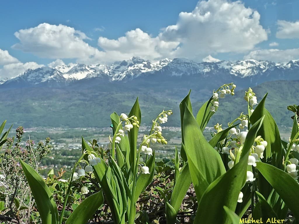 Muguet précoce...