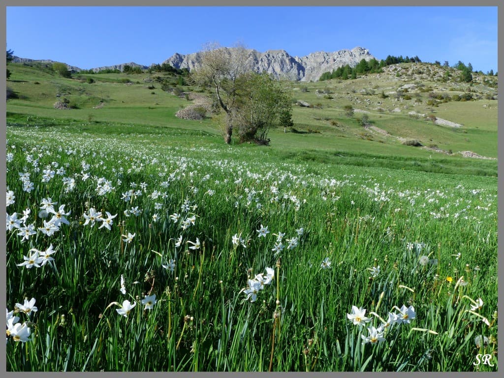 Narcisses en montagne