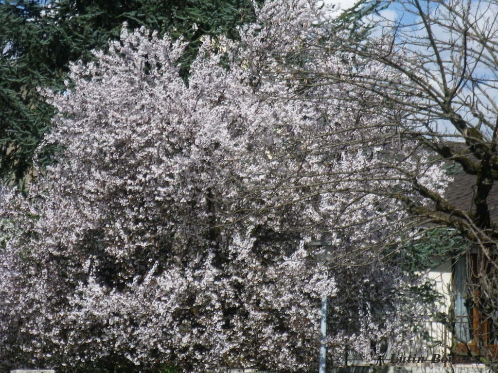 Non,pas de la neige ,mais un arbre fleuri !