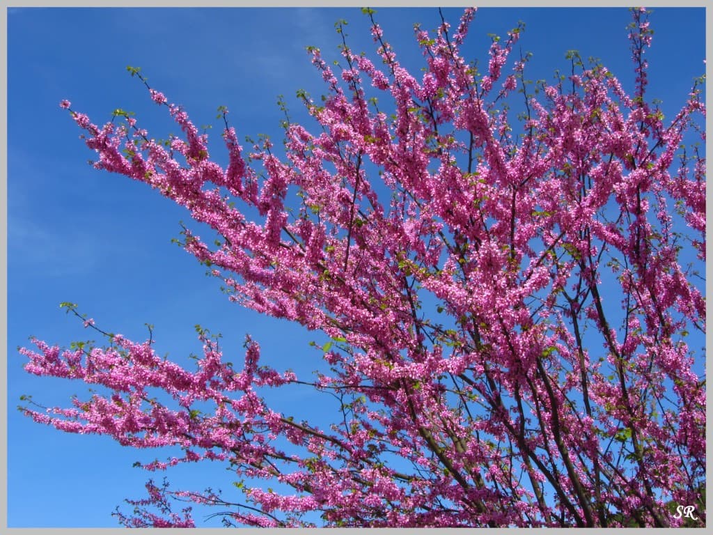 Printemps tout en couleur