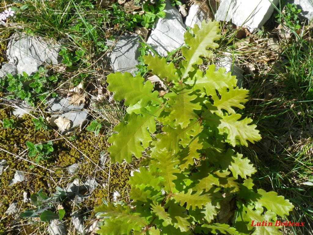 Reboisement naturel d'un chêne !!
