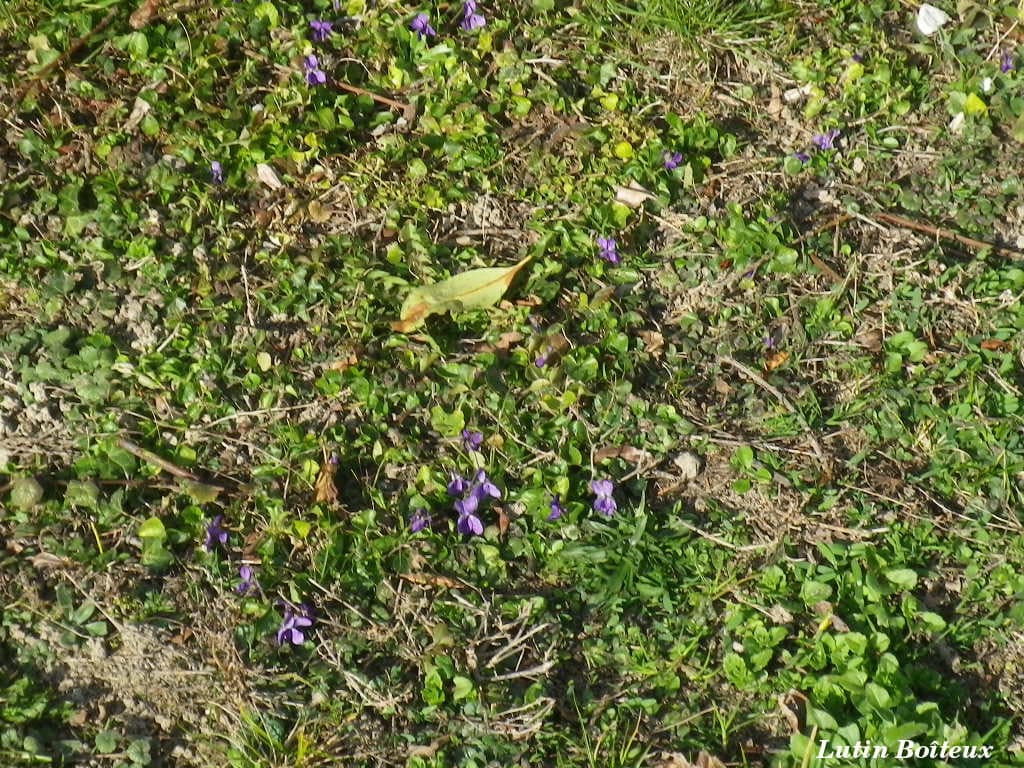 Un tapis de violettes !!