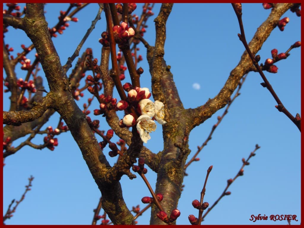Abricotier en fleurs