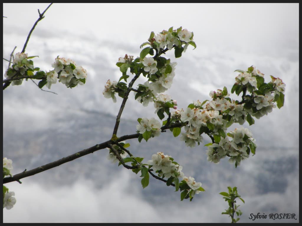 Arbre en fleurs sur fond enneigé
