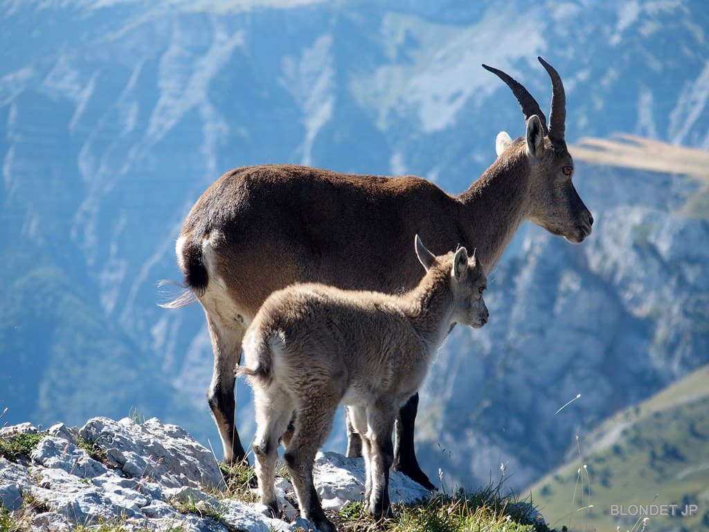 Bouquetins au Grand Veymont