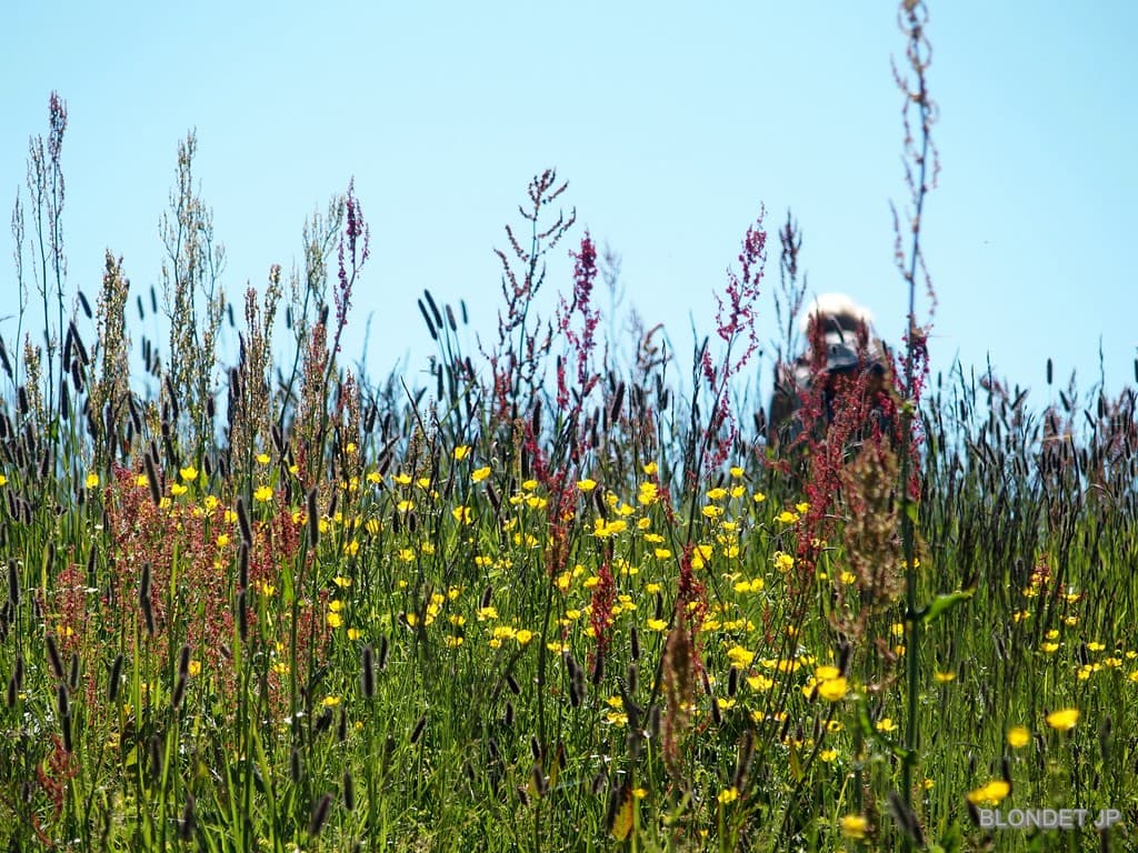 Fleurs de la montagne des Fanges