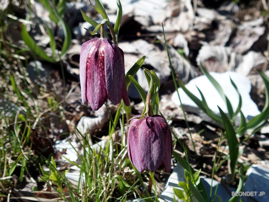 Fritillaires
