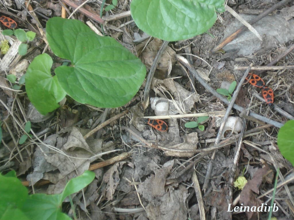 Gendarmes en vadrouille sur la digue