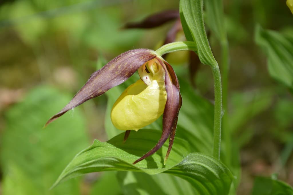 le sabot de Vénus, un miracle de la nature...