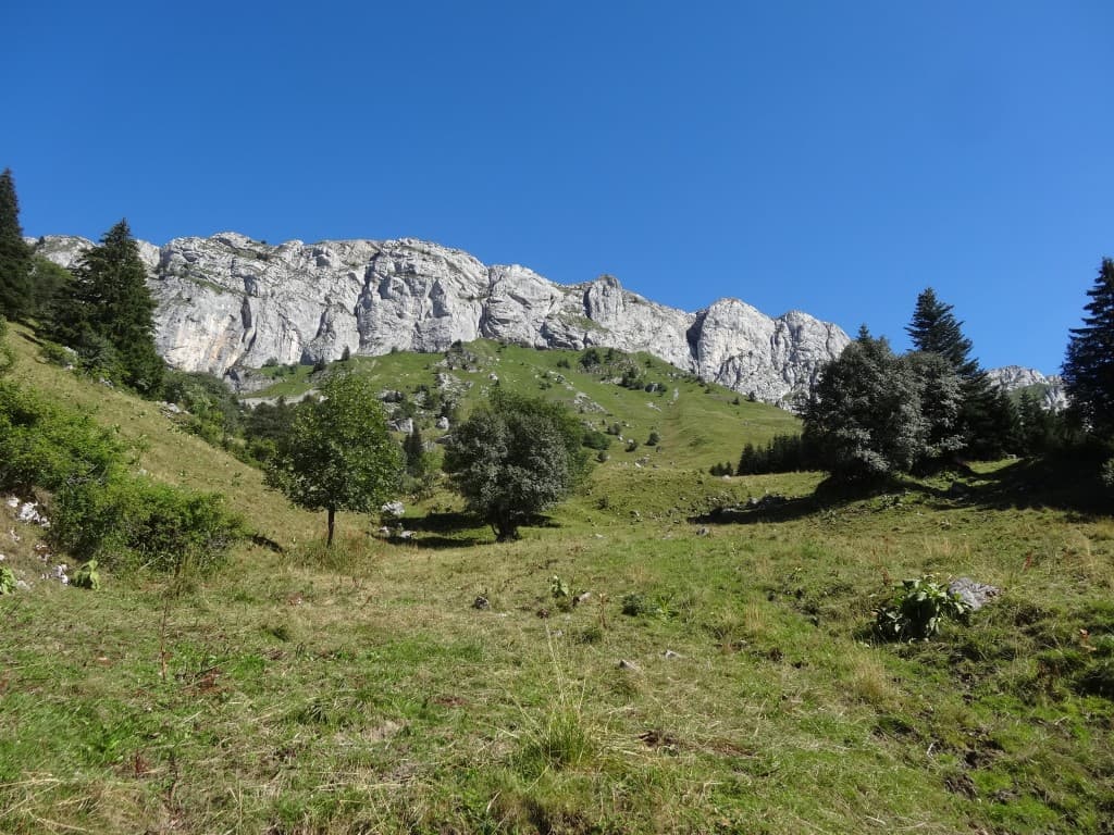 Les vaches de la Bergerie de Roybon