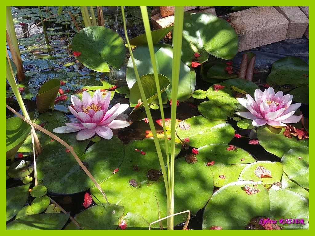 Nénuphars en fleurs