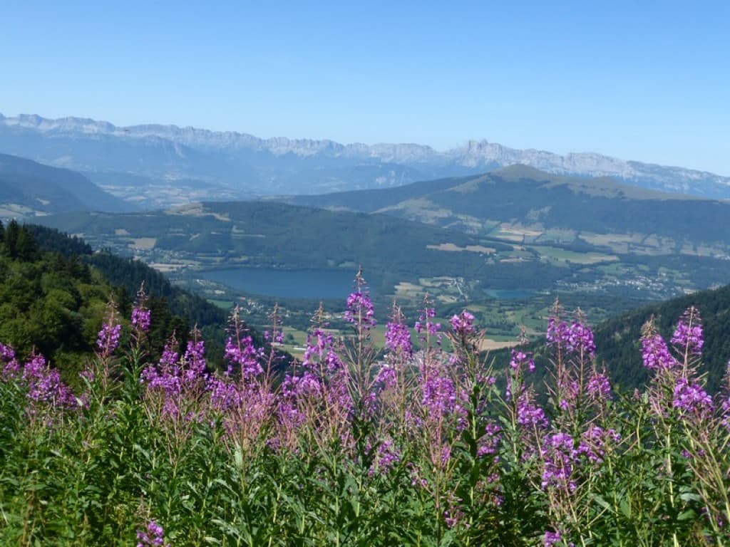 paysage avec épilobes