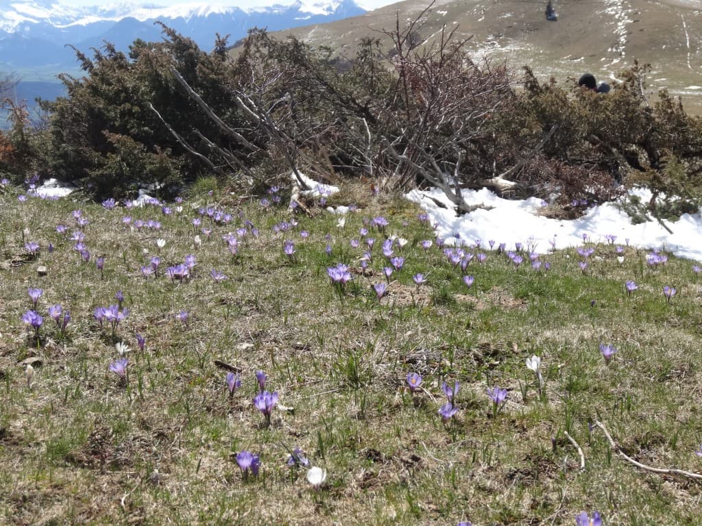 Printemps