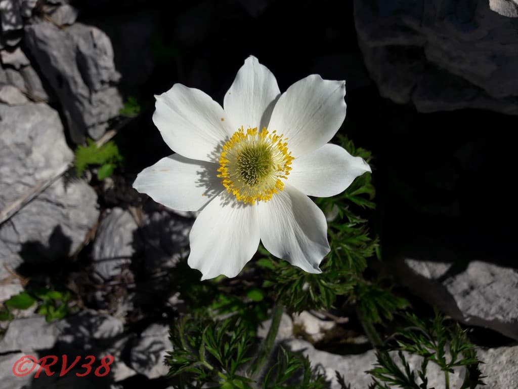 Anémone des Alpes (Pulsatilla alpina)