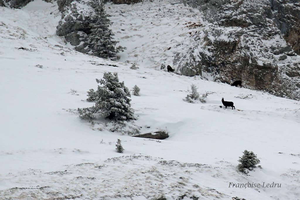 Chamois dans la neige