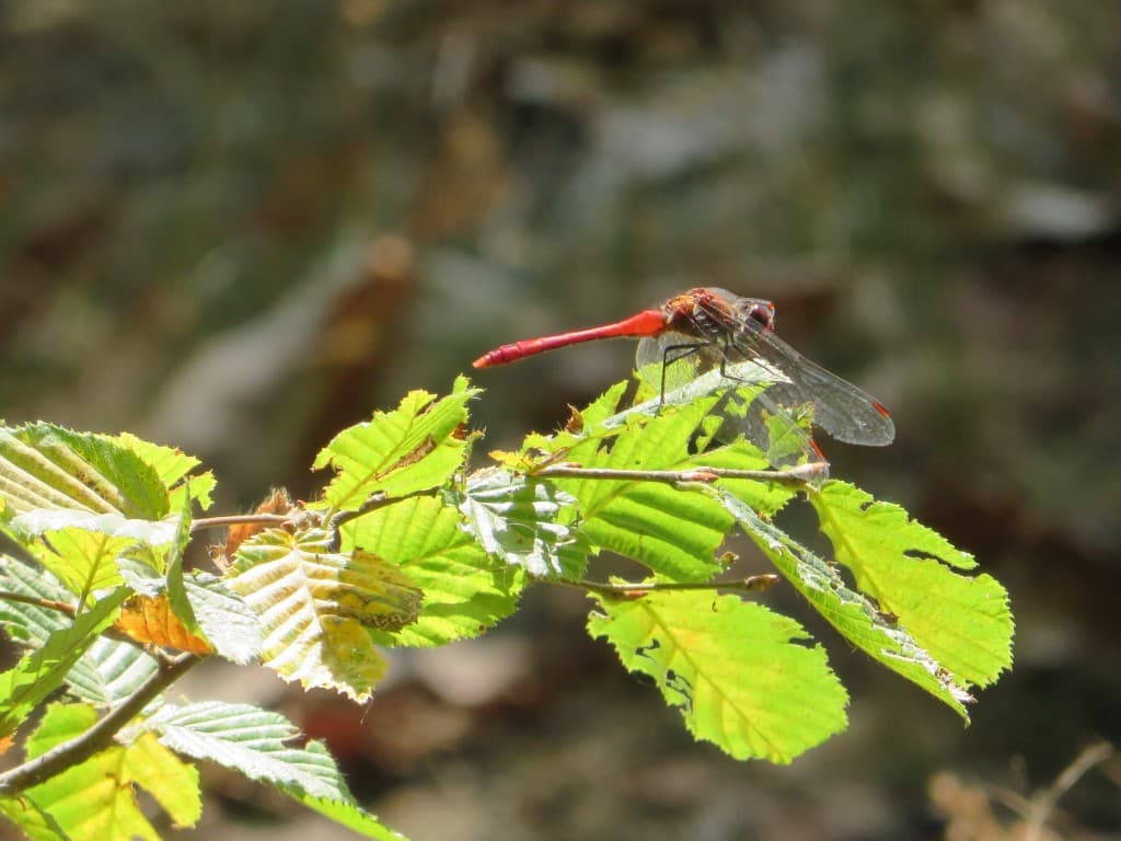la libellule rouge