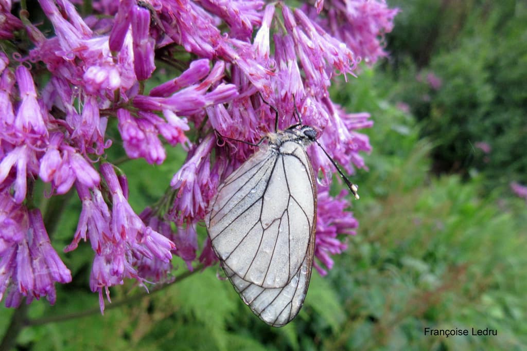 papillon sous la pluie 