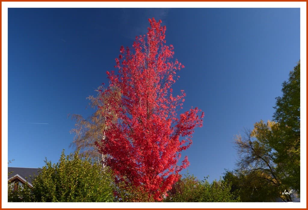 acer rubrum en habit d'automne
