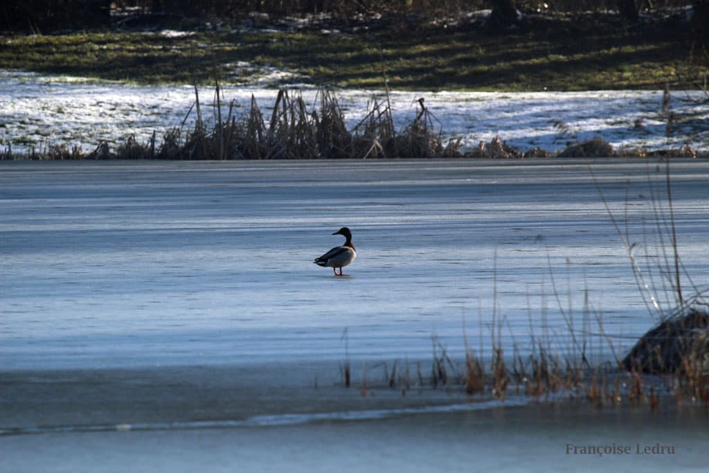 Canard sur étang gelé