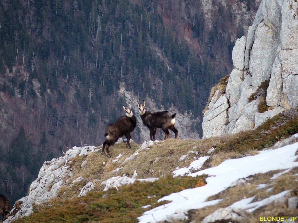 Chamois au Charmant Som