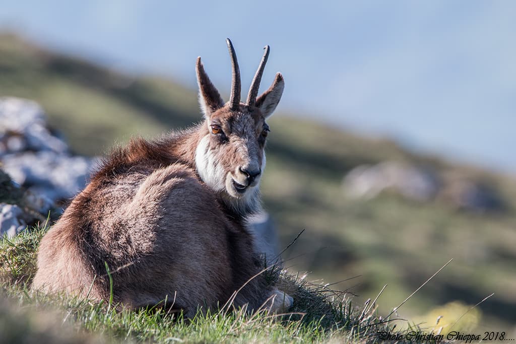 Chamois en Chartreuse