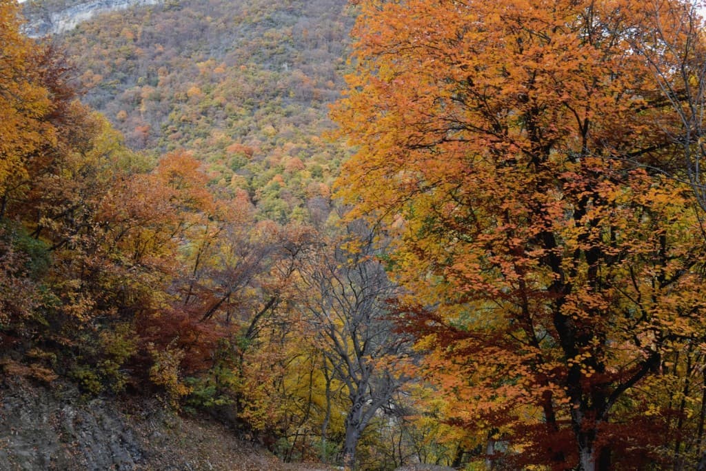 Encore de belles couleurs en Chartreuse- 