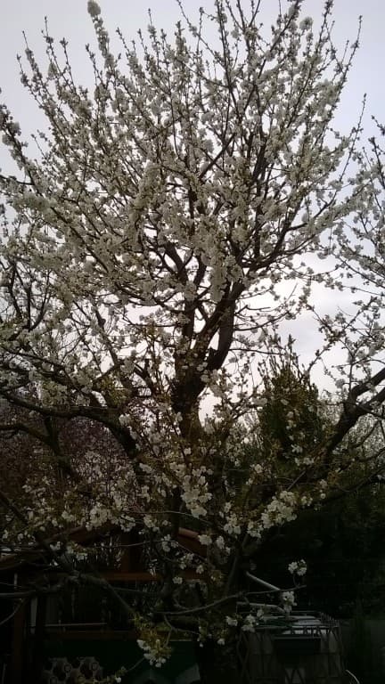 le printemps