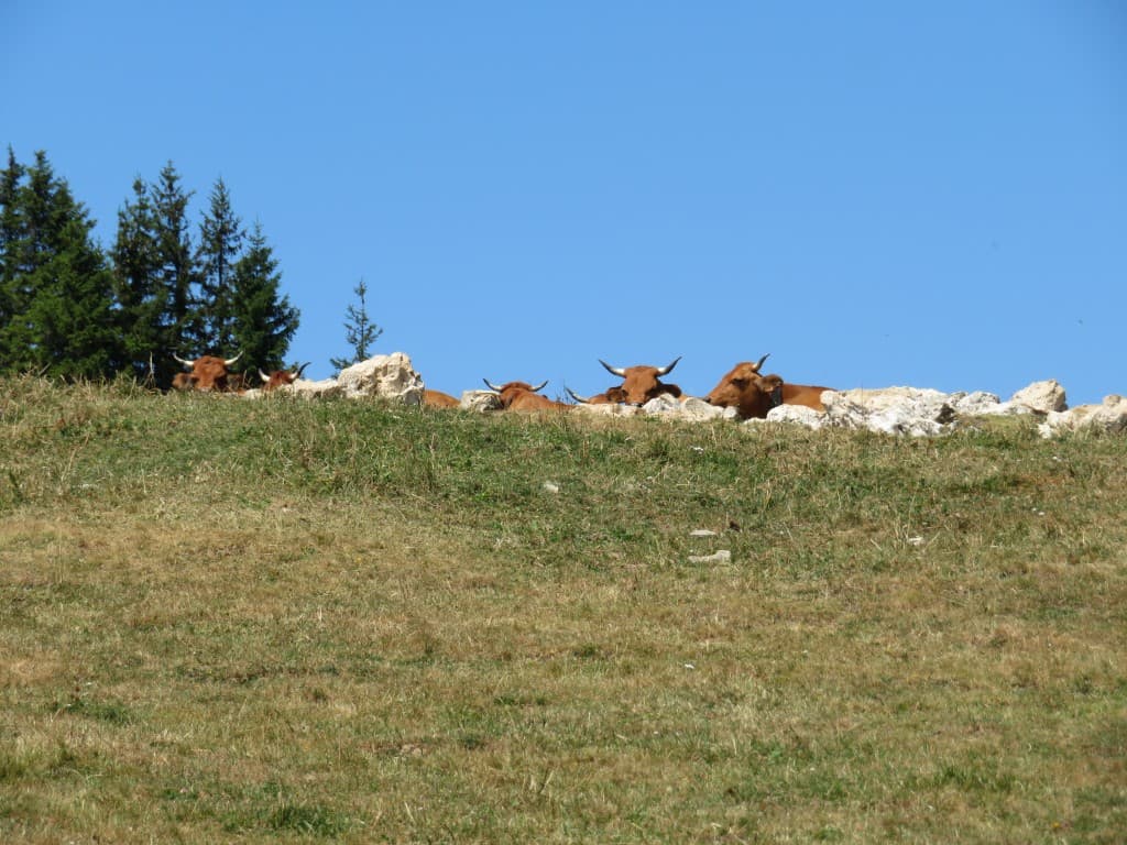 Les belles du Charmant s