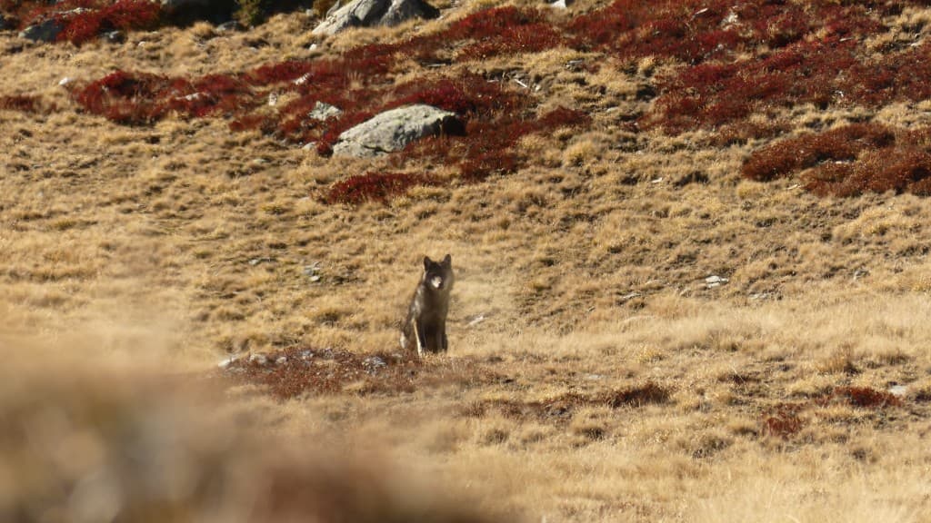 Loup solitaire (et qui aime les myrtilles!)