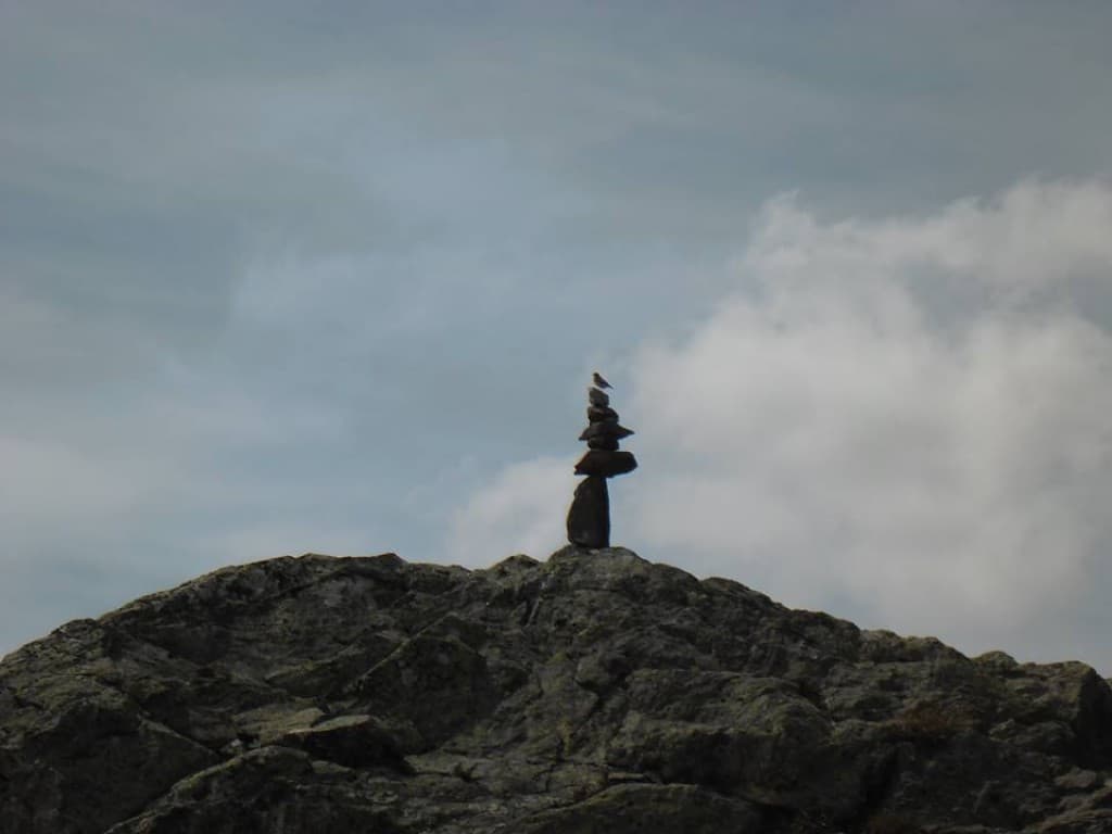 Oiseau en équilibre