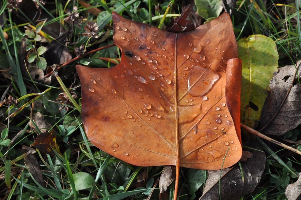 Perles de pluie automnale !!!