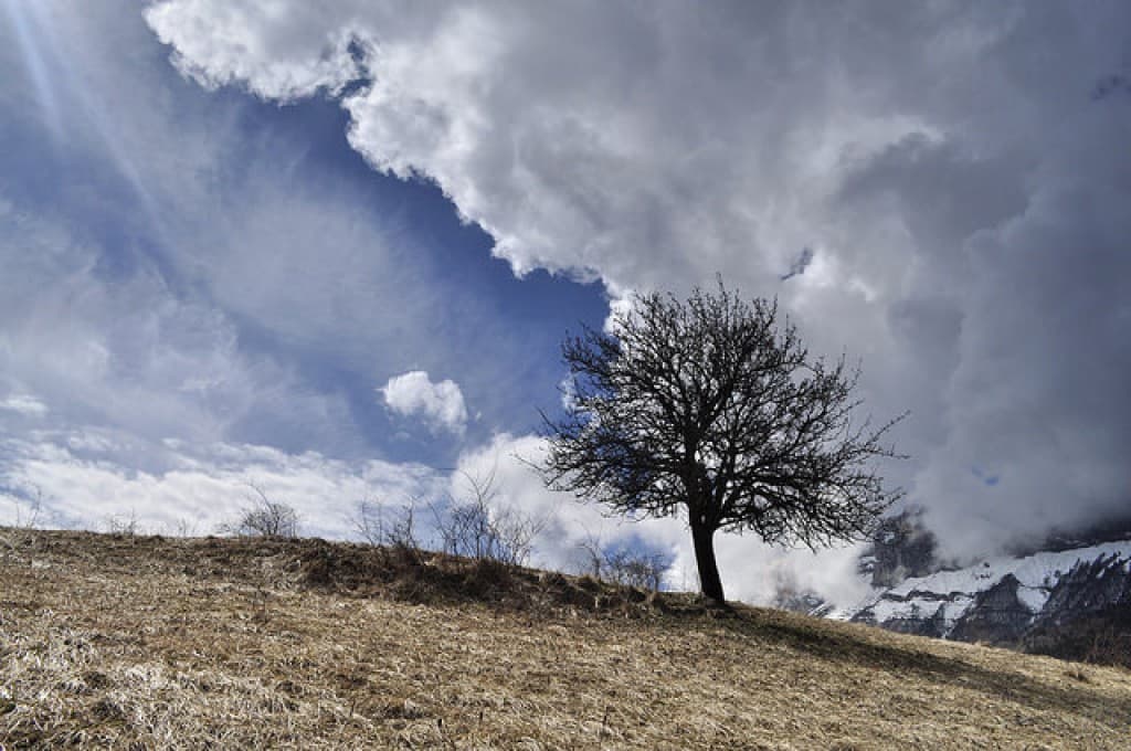 Petit arbre noir
