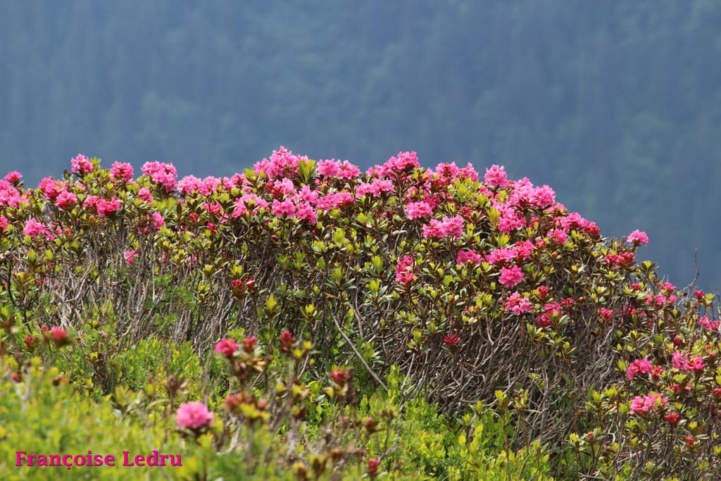 Rhododendrons