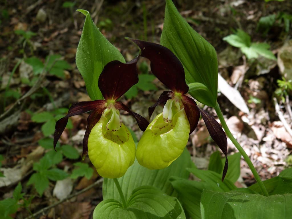 Sabot de Vénus