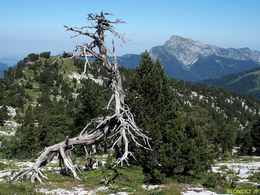 Sur les pentes de la Dent de Crolles