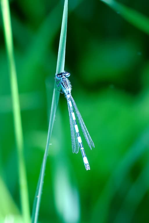 Agrion de Mercure