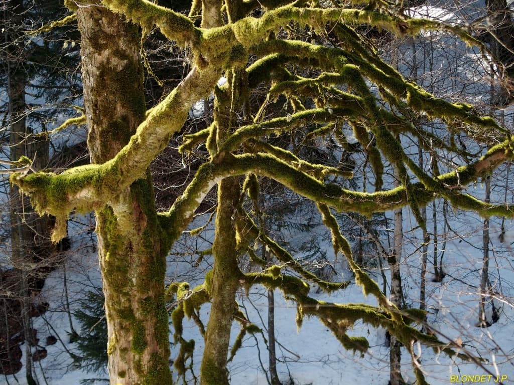 Arbre du Désert de Chartreuse