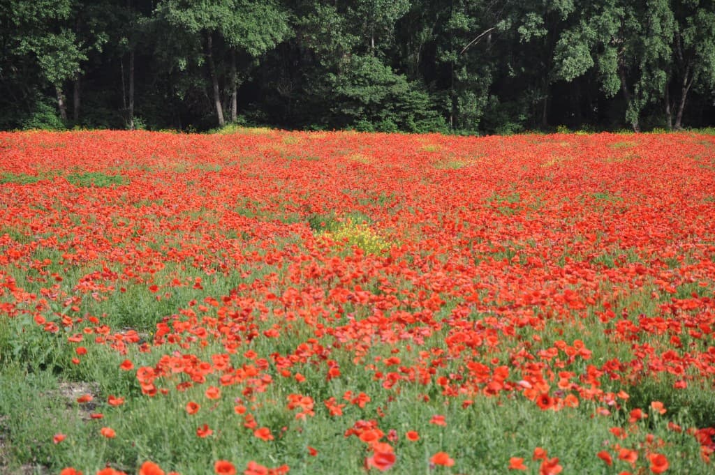 Beaux coquelicots !!!