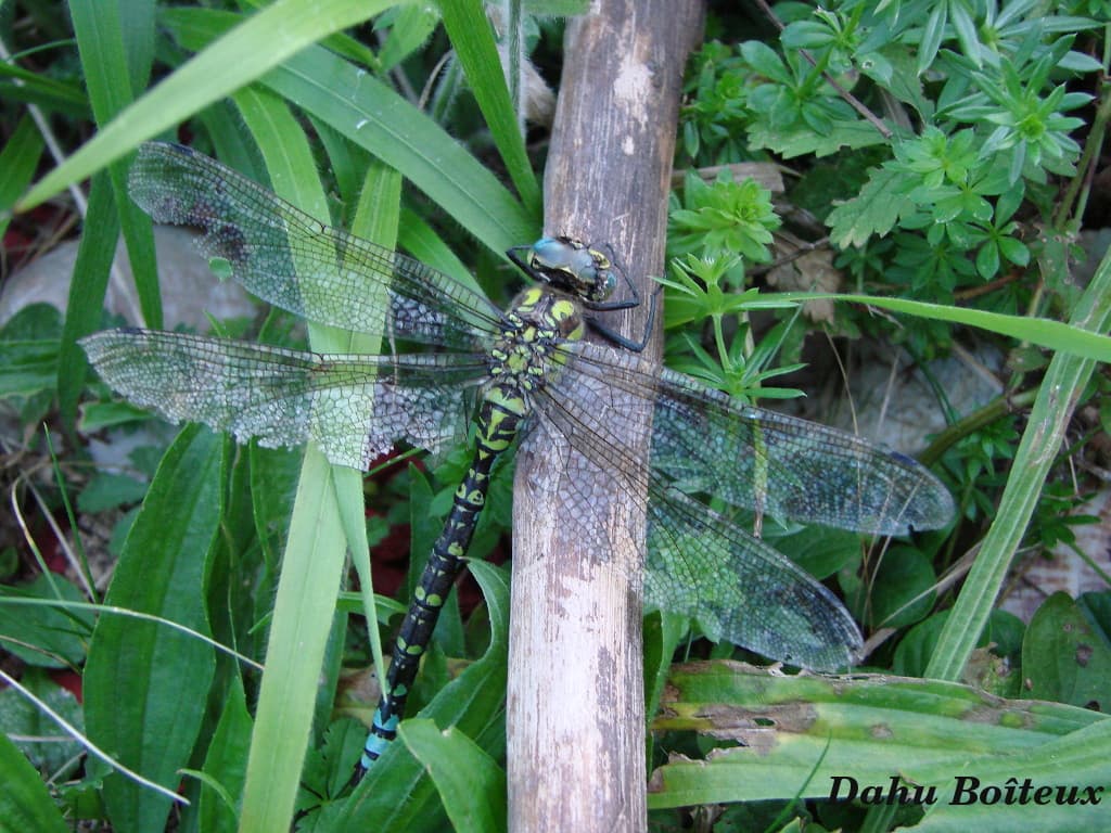 Belle  Demoiselle