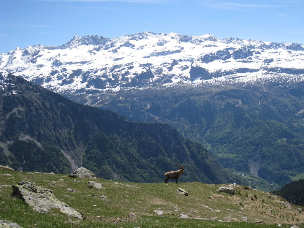 Bouquetin et massif des Grandes Rousses