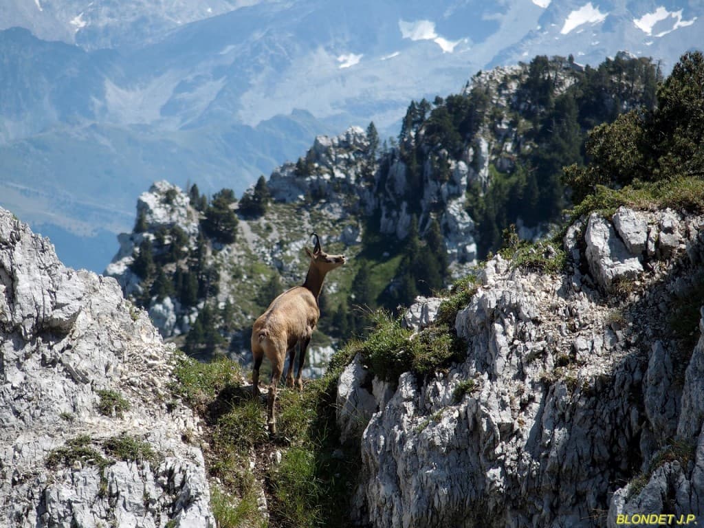 Chamois sous les Lances de Malissard