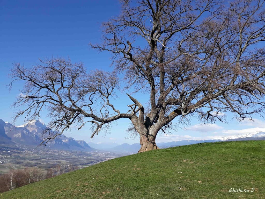 Chêne de Venon premiers bourgeons