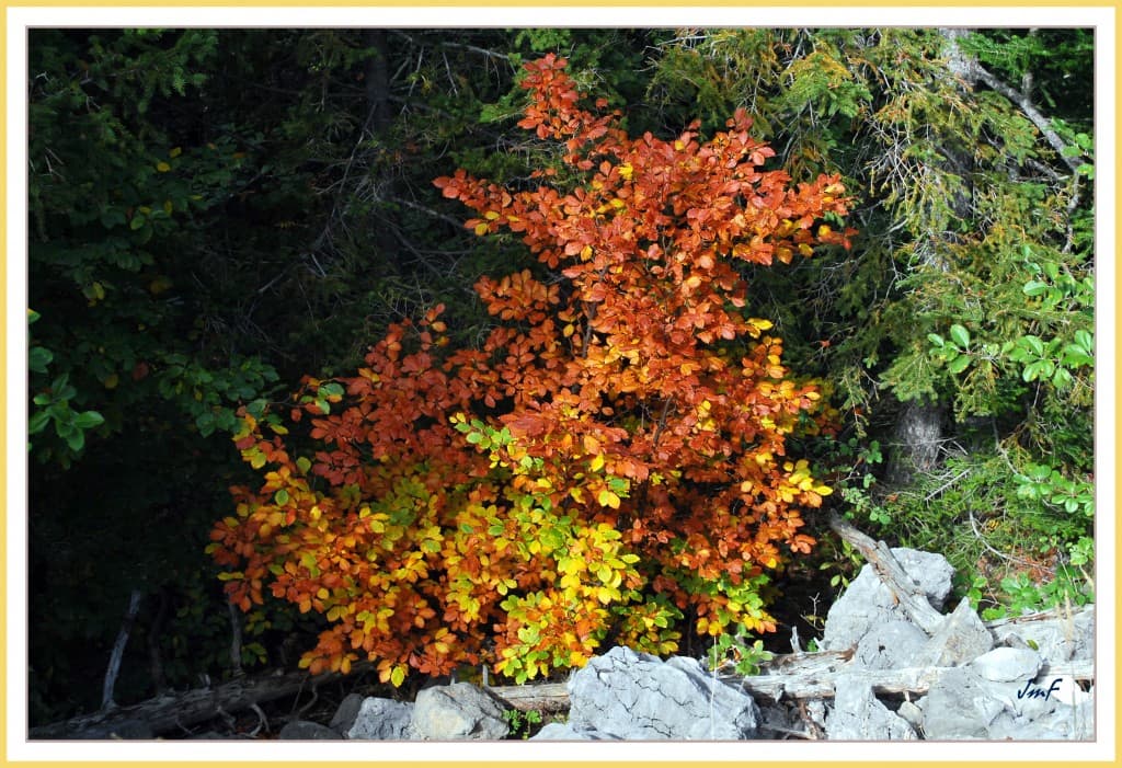couleurs d'automnes 