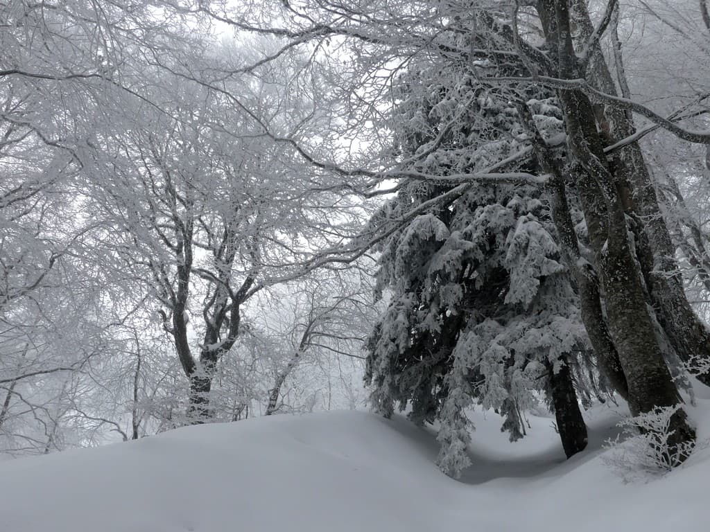 En montant au chalet des Bannettes