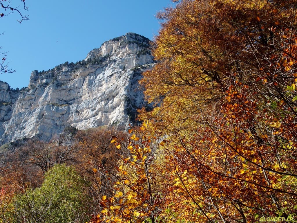 Feuillage d'automne