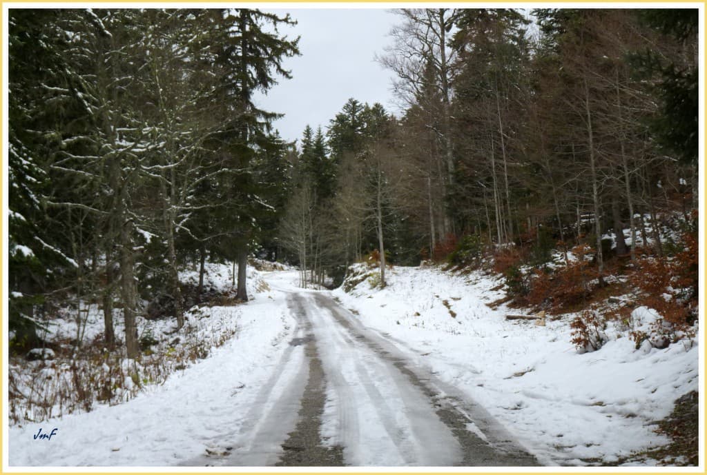 forêt enneigée