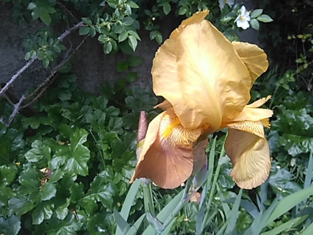 Les Iris