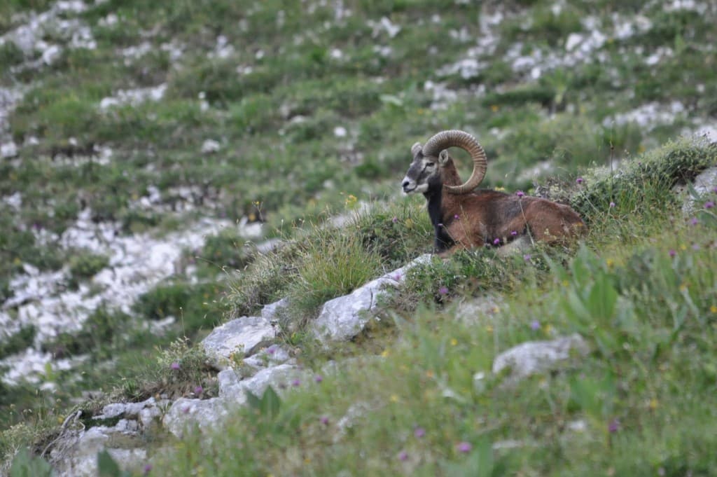 Mouflon de Chartreuse !!!